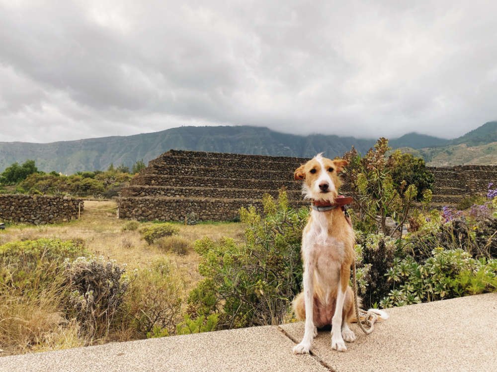 Pirámides de Güímar: Perro podenco con los pirámides en el fondo