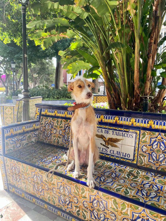 Plaza de Los Patos, Santa Cruz de Tenerife