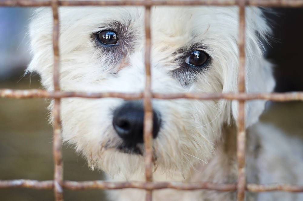 Adopción de perros en Tenerife: Un perro pequeño en adopción en Tenerife