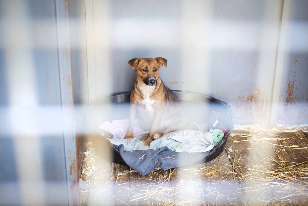 Adopción de perros en Tenerife: Un perro marron en un chenil del refugio