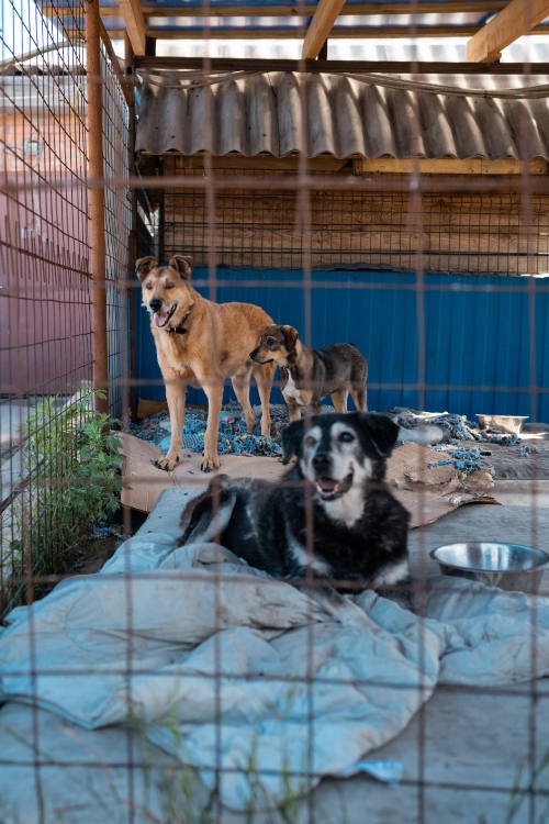 Adopción de perros en Tenerife: 3 perros en una jaula del refugio