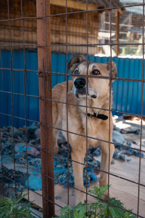 Adopción de perros en Tenerife: Un perro mestizo en adopción