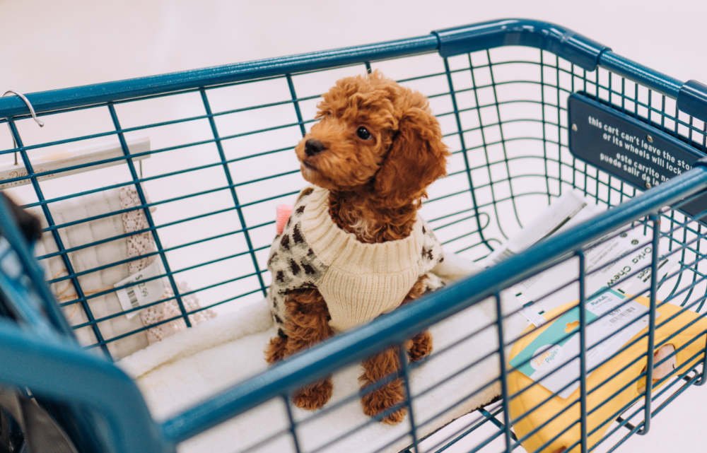 Centros comerciales que admiten perros: perro en carrito