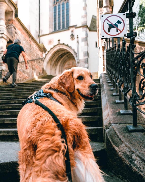 Perros en eventos públicos: Perro subiendo escaleras con un cartel no perros