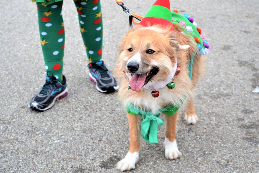 Perros en eventos públicos: Perro en un festival disfrazado