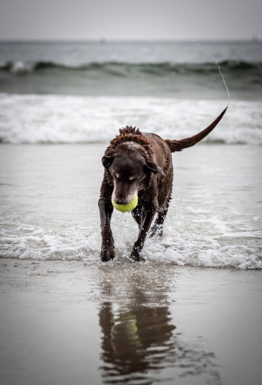 Tenerife playas para mascotas