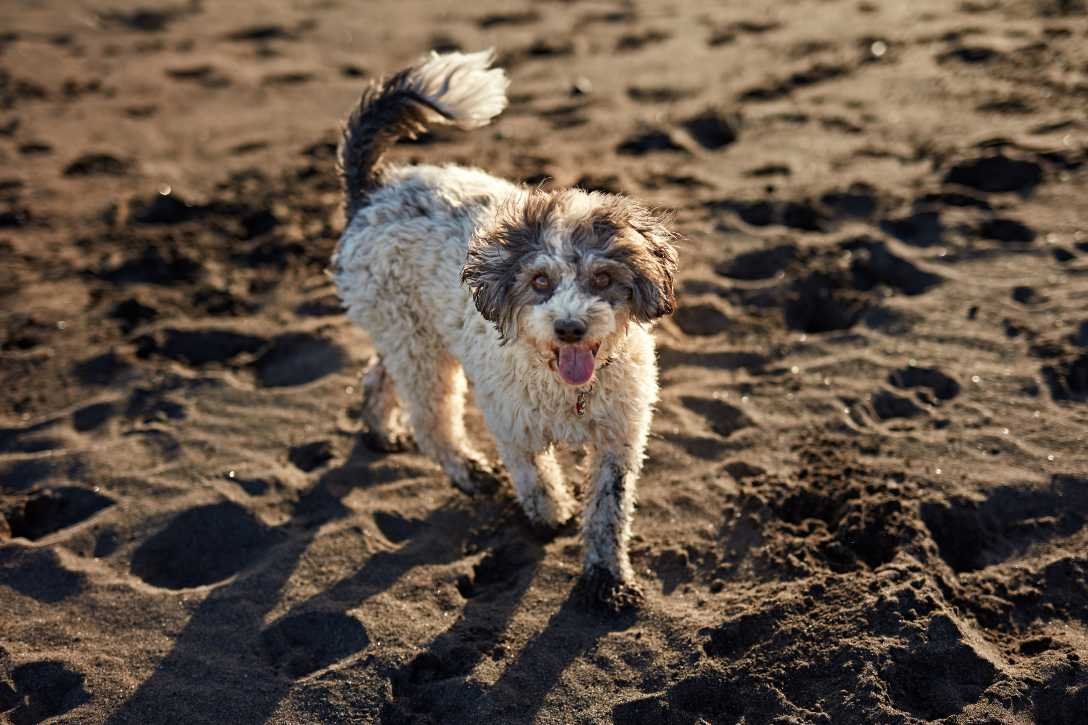 Mejores playas para perros en Tenerife: Perro blanco en arena negra