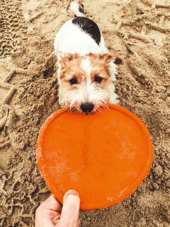 Perro jugando en la playa