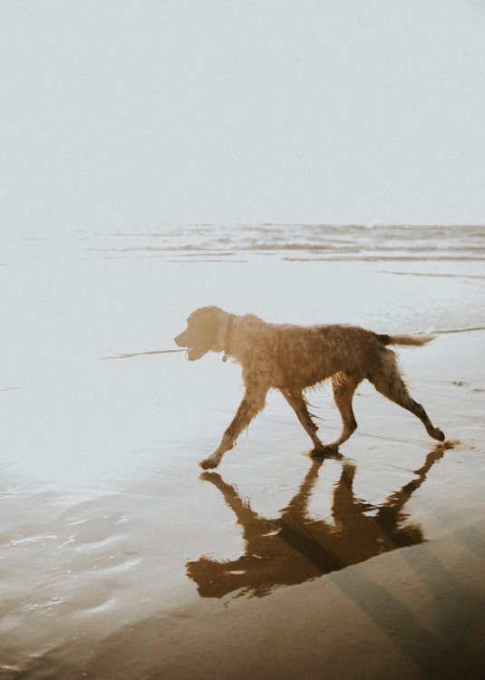 Perro en la playa en Tenerife