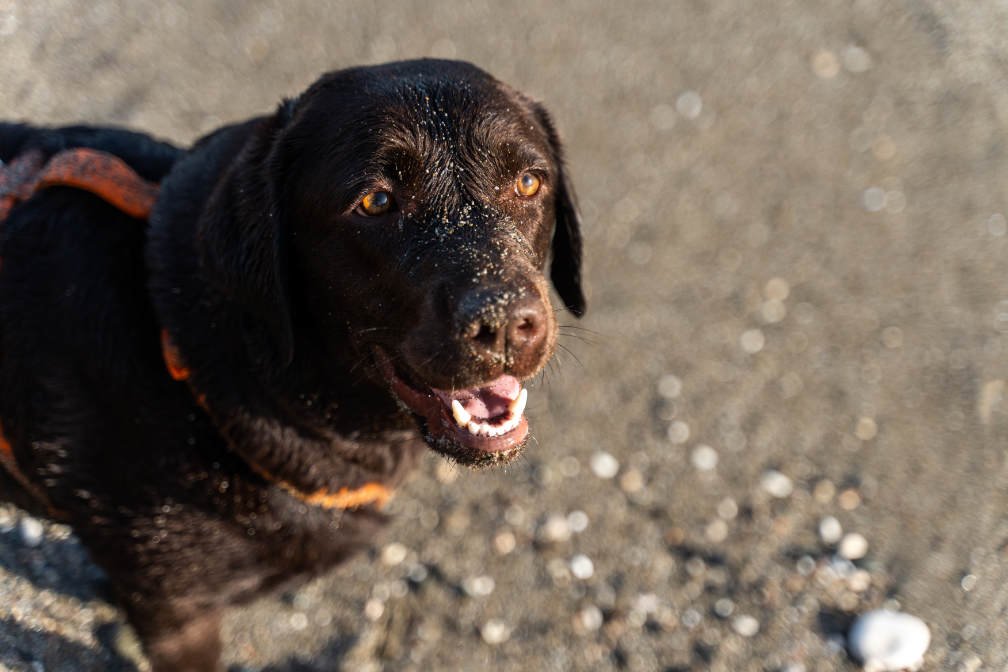 Playas para perros en Tenerife: Labrador en la arena gris