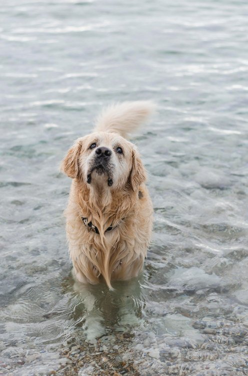 Perro nadando en el mar en Tenerife