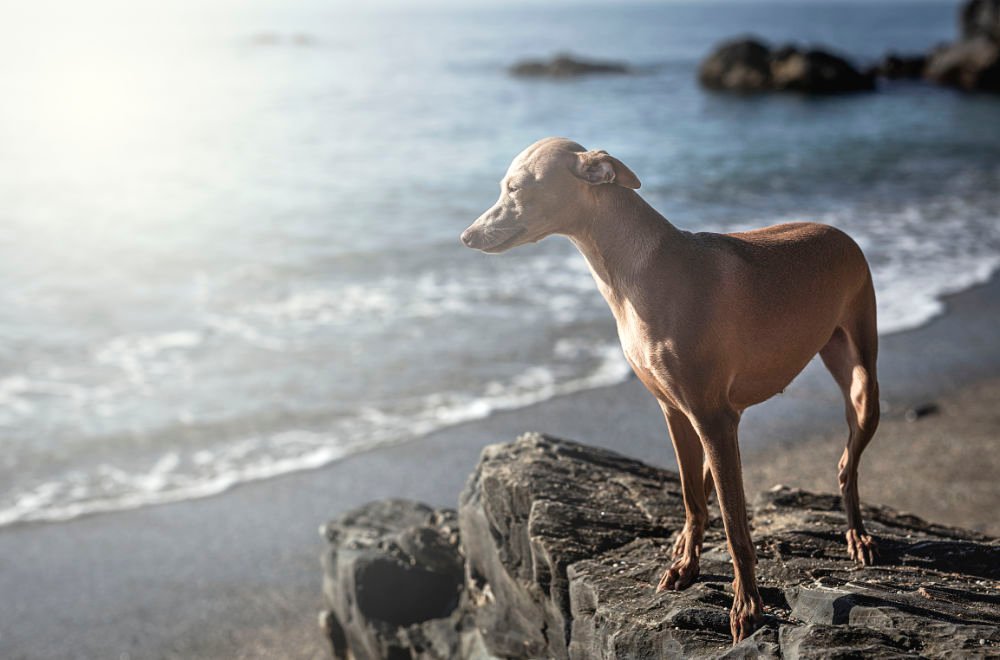 Playas para perros en Tenerife: galgo italiano en playa volcanica