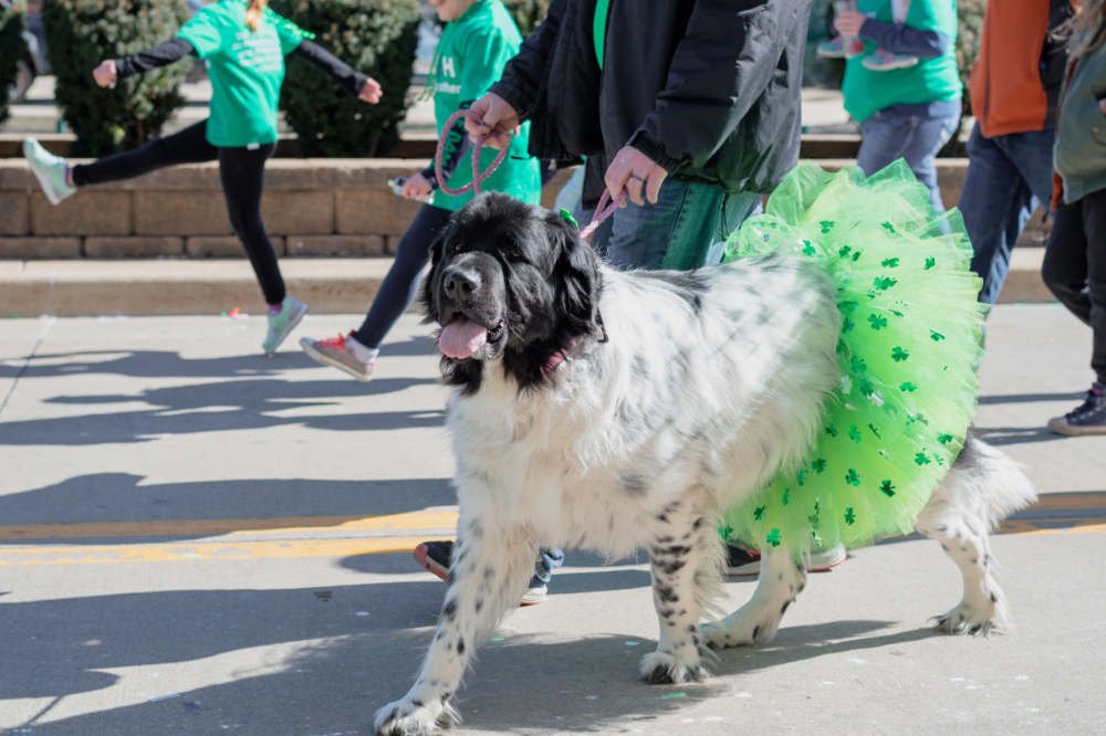 Carnival de Santa Cruz de Tenerife: perro disfrazado con tutu verde