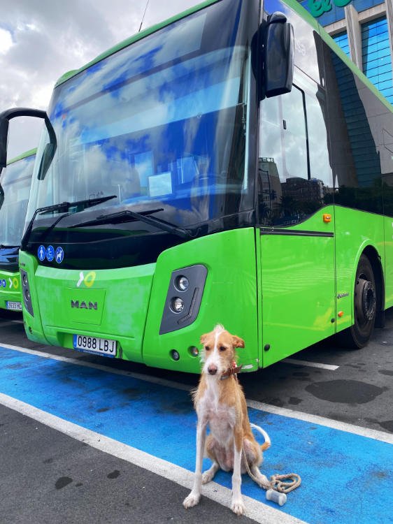 Perros en tranvía y en guagua en tenerife: Podenco en la guagua