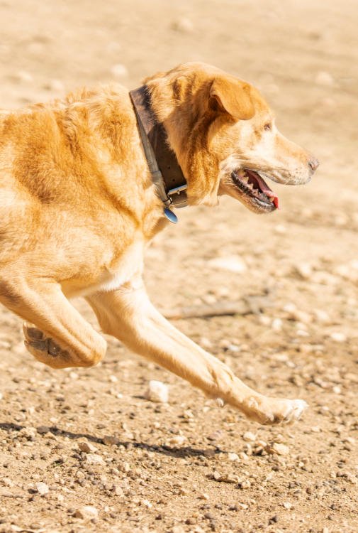 Parque de perros de Guargacho: perro jugando