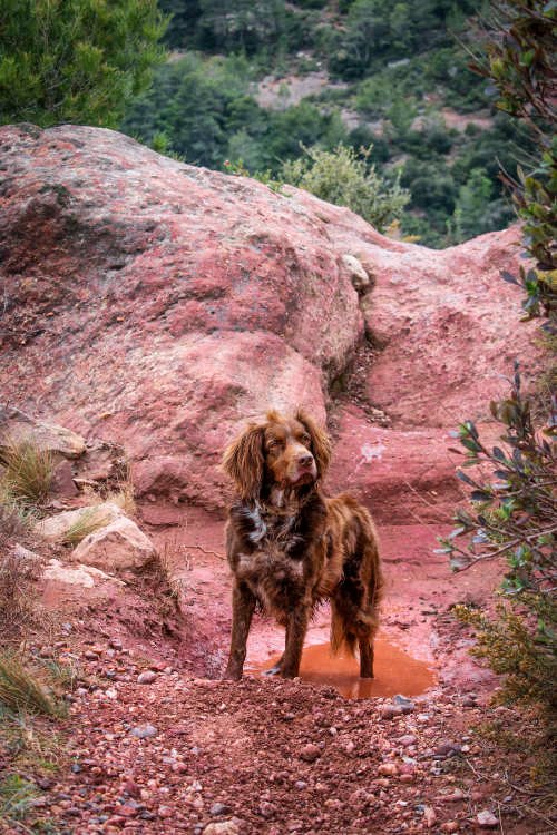 Planes con perro en Tenerife: Perro maron en la montaña