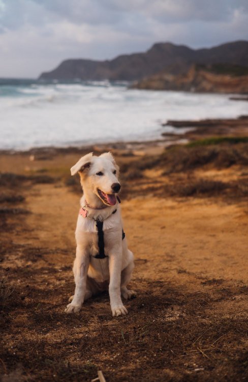 Planes con perro en Tenerife: Perro blanco en el campo enfrente al mar