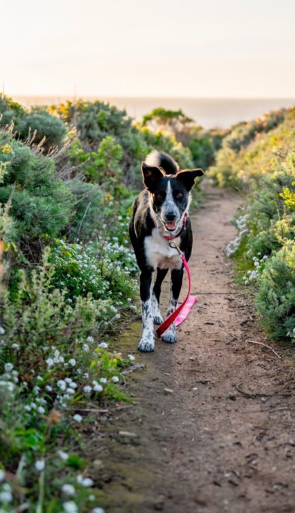 Ruta botánica con perro en Tenerife