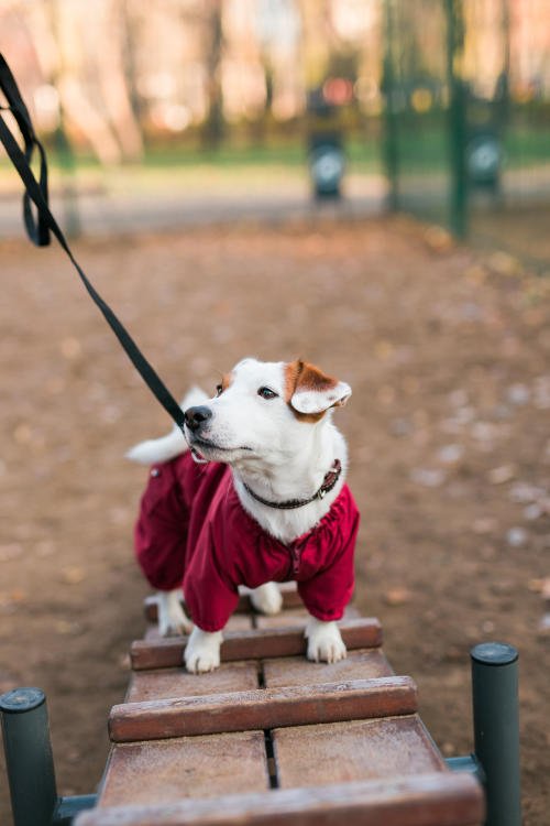 Parque de perros La Granja, Santa Cruz de Tenerife