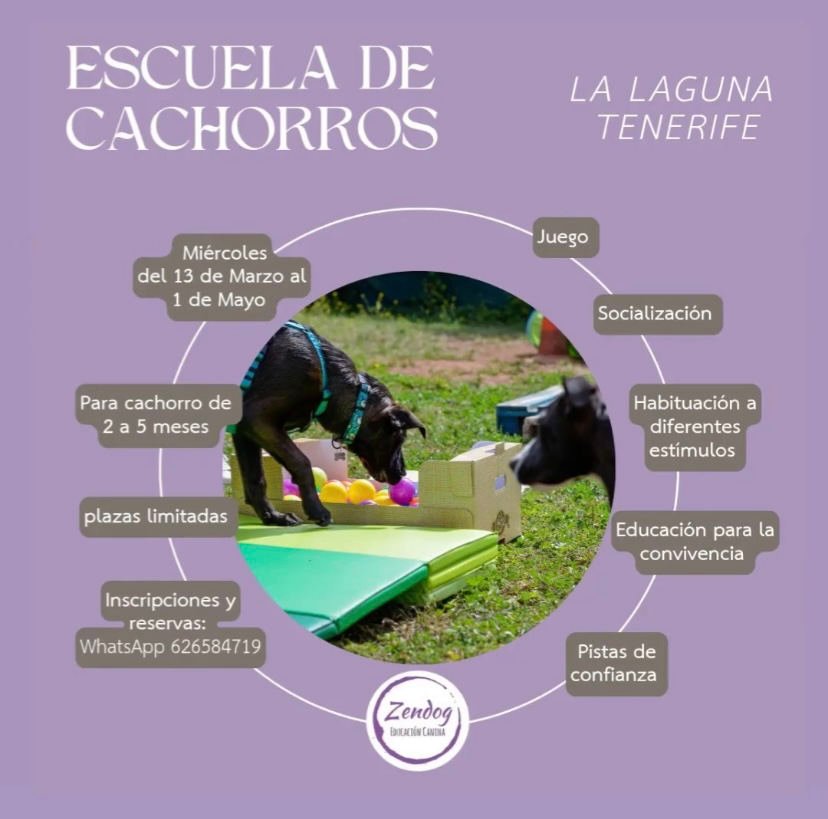 Eventos pet-friendly en Tenerife: Escuela de Cachorros