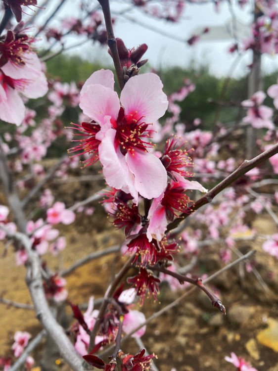 La ruta de los almendros en flor: flores de almendros en Tenerife