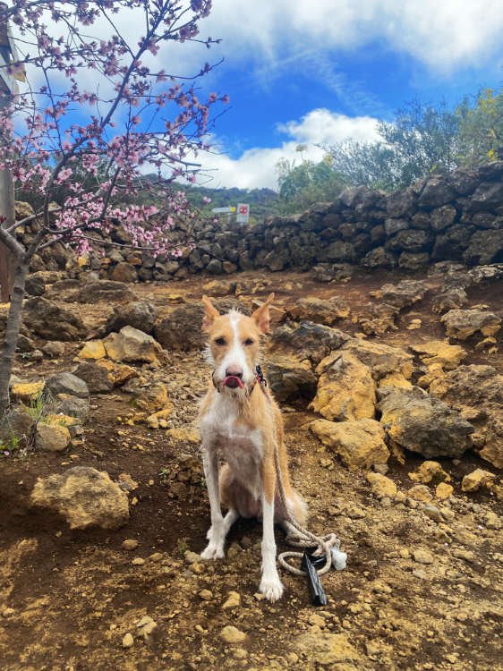 Almendro en flor con perro en Tenerife