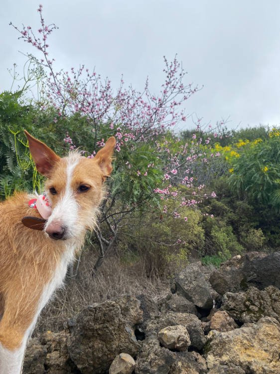 Almendros en flor en Tenerife con perro