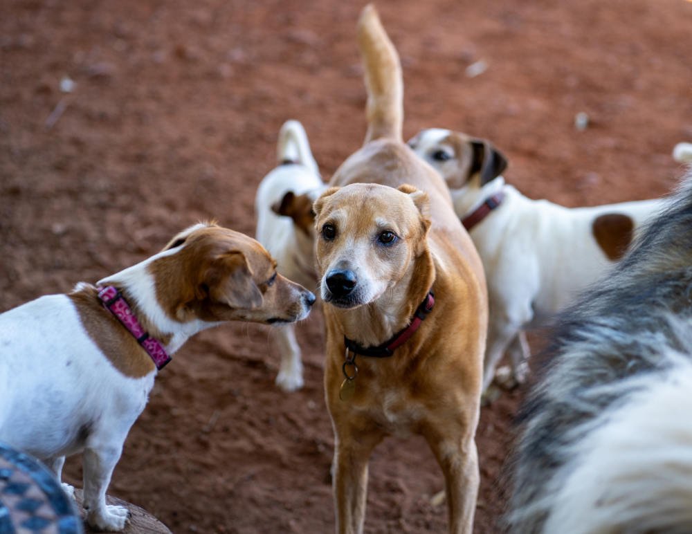 Grupo de perros en un parque de perros