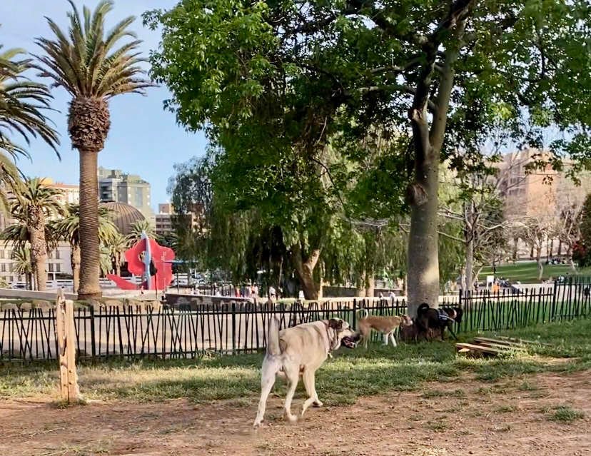 Parque de la Granja Parque Canino