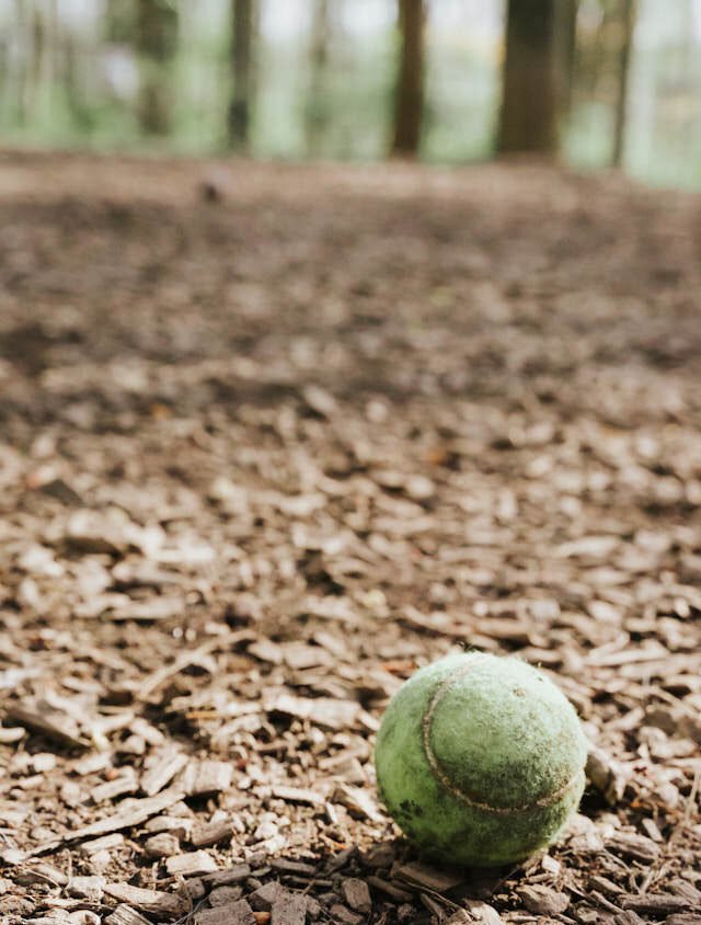 Pelota de tenis en parque de perros