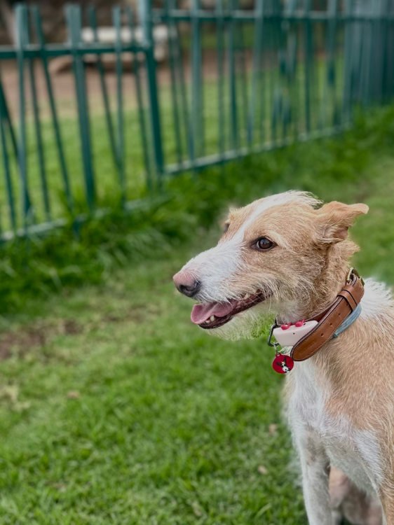 Parques para perros en Tenerife: Santa Cruz de Tenerife