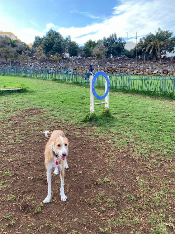 Parques de perros en Tenerife: Los Cuchillitos