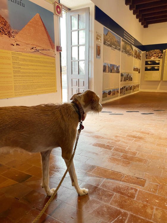 Museo Casa Chacona, Tenerife con perro