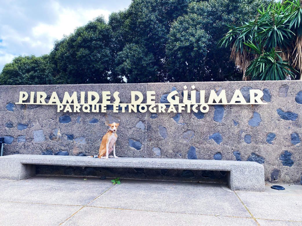 Perro en la entrada del parque etnográfico de los Piramides de Guimar