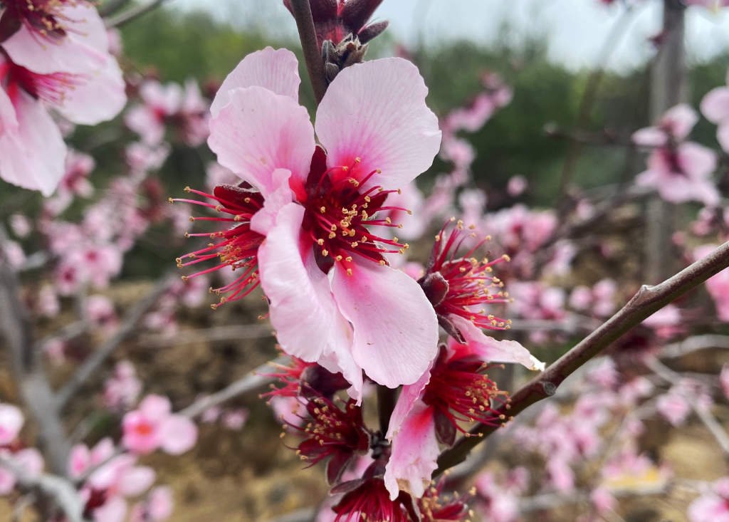 La ruta de los almendros en flor en Tenerife con perro