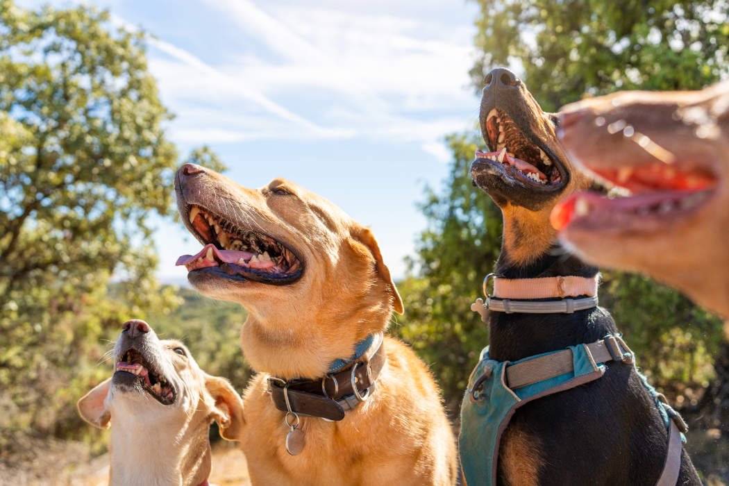 Semana santa con perro en Tenerife: 3 perros juntos al aire libre