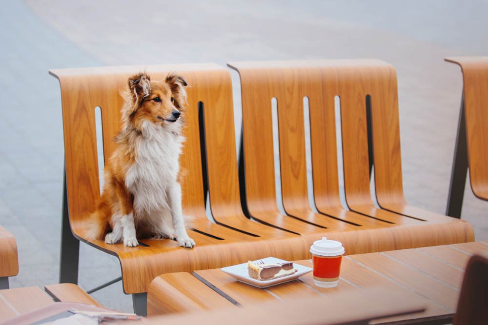 Centro comercial El Bulevar: Perro en un banco