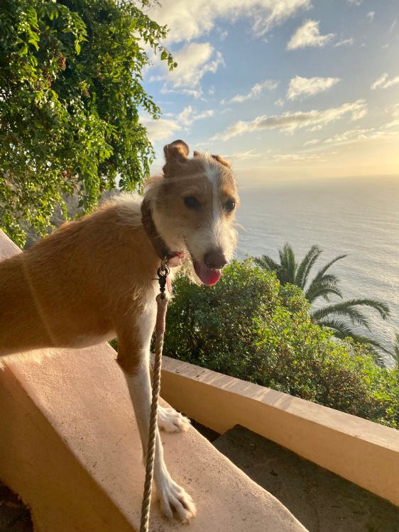 Mirador de los 500 escalones con perro